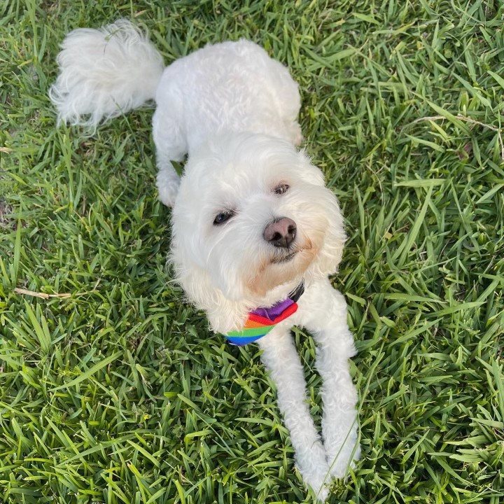 Bailey, a small white curly-haired dog, lying in green grass wearing a rainbow bandana.