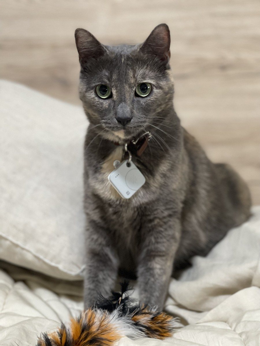 Chloe, a grey tortoiseshell cat with green eyes, sitting upright on a bed.