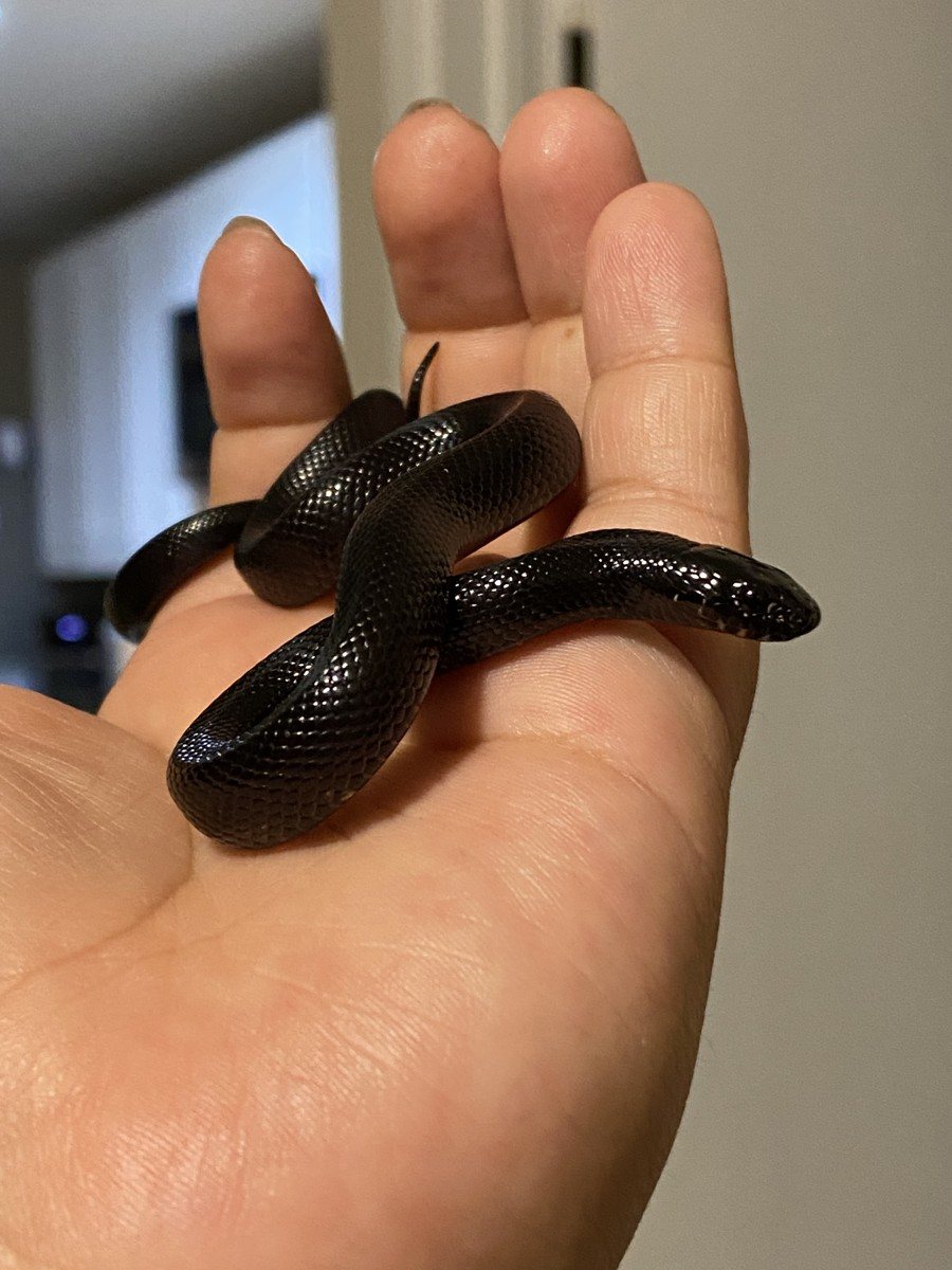 Lucy, a small black kingsnake, coiled in an open hand.