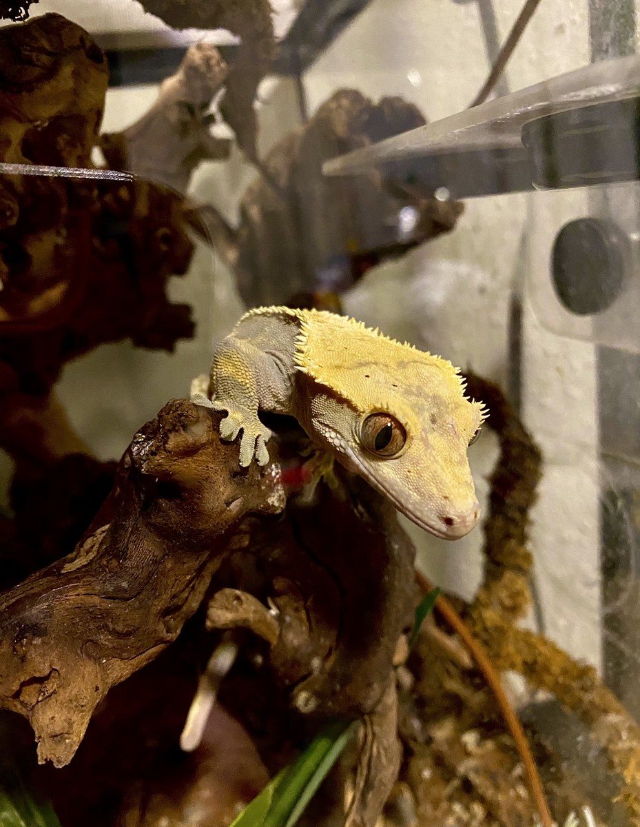 Renny, a yellow and cream crested gecko, perched on driftwood in a terrarium.