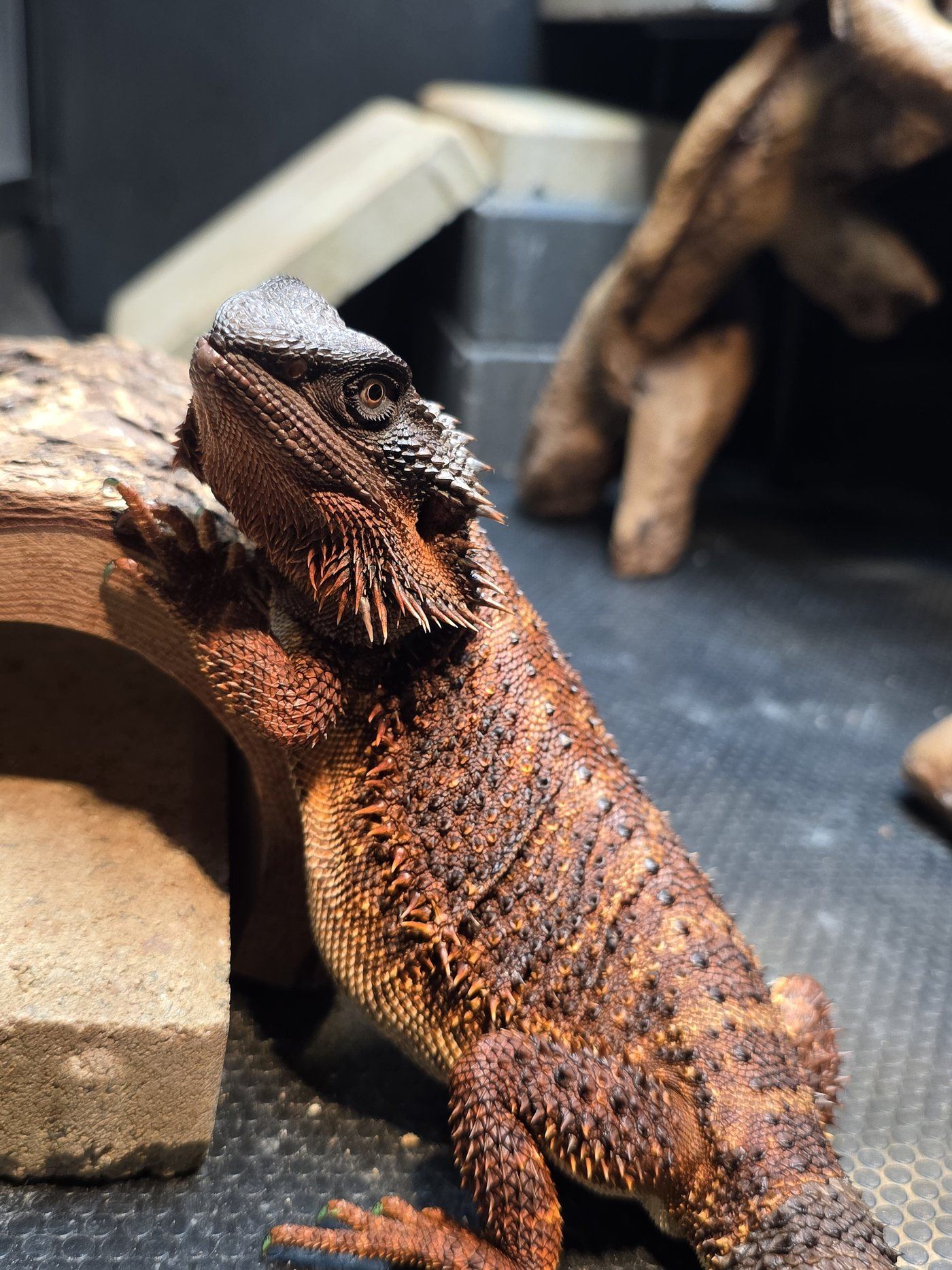 Rosie, an orange and grey bearded dragon, climbing on driftwood and looking toward the camera.